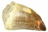 Fossil Mosasaur (Thalassotitan) Tooth - Morocco #374473-1